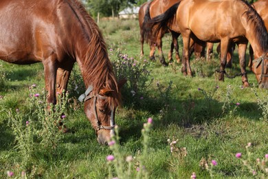 Photo of Beautiful horses grazing in meadow on sunny day