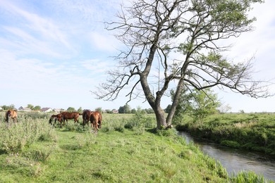 Photo of Beautiful horses grazing in meadow on sunny day