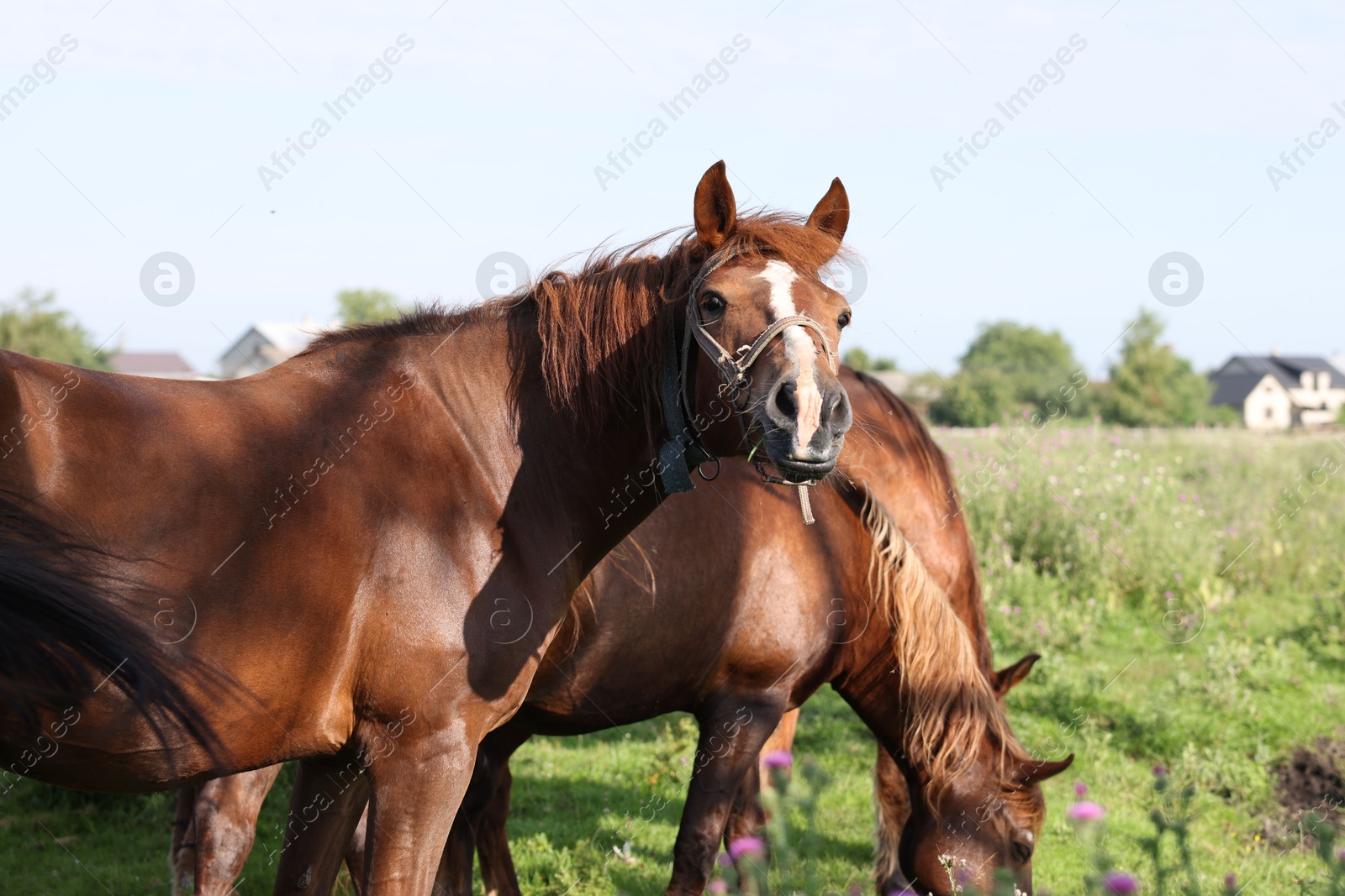 Beautiful horses grazing in meadow on sunny day Photo of Beautiful horses grazing in meadow on sunny day