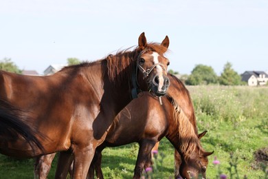 Photo of Beautiful horses grazing in meadow on sunny day