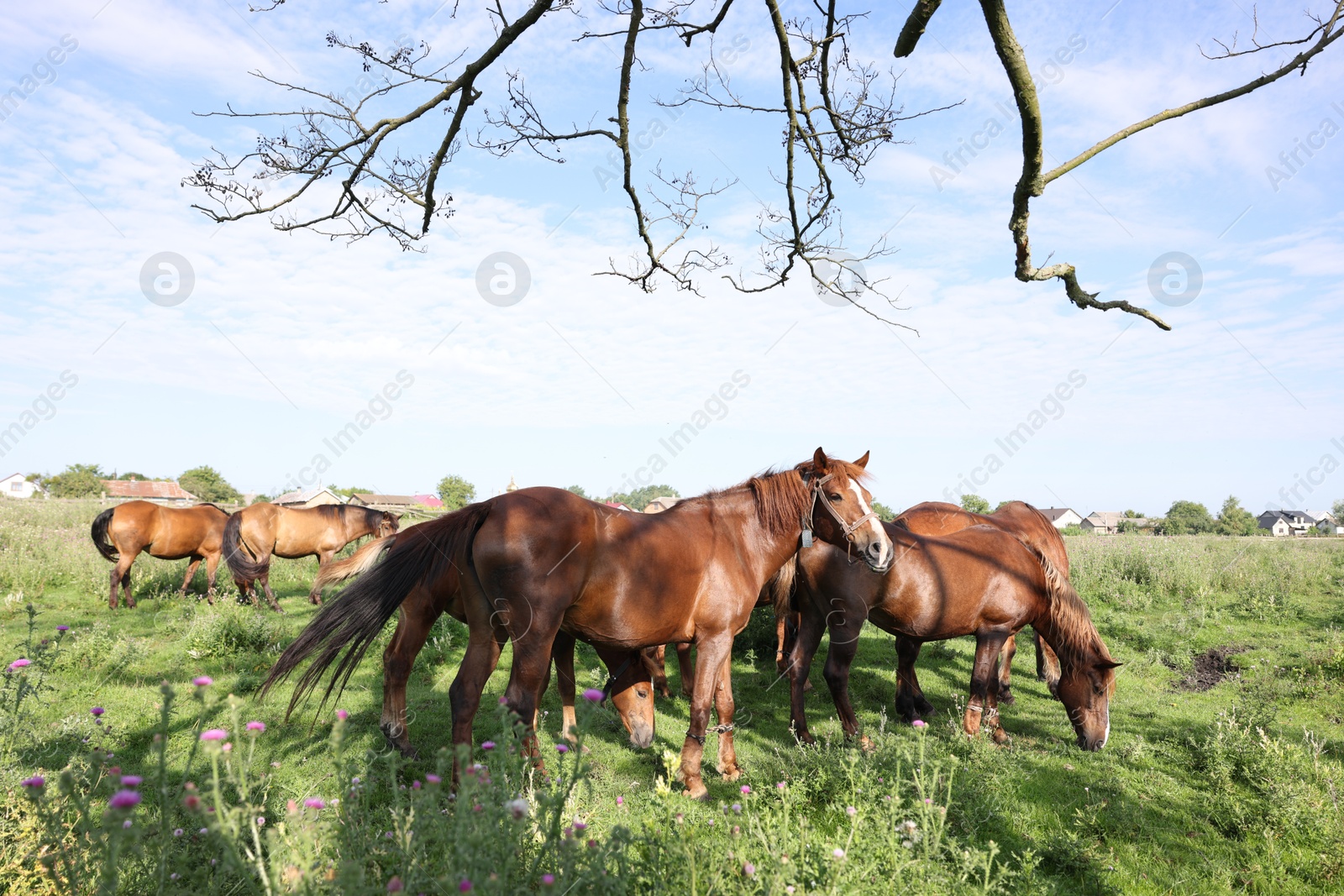 Beautiful horses grazing in meadow on sunny day Photo of Beautiful horses grazing in meadow on sunny day