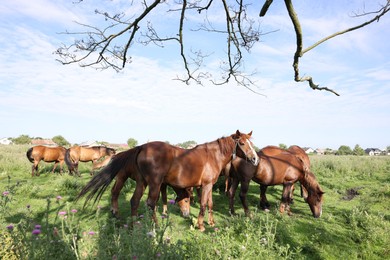 Photo of Beautiful horses grazing in meadow on sunny day