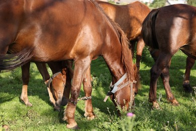 Photo of Beautiful horses grazing in meadow on sunny day