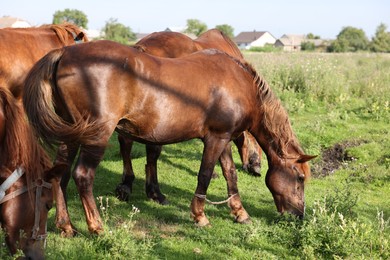 Photo of Beautiful horses grazing in meadow on sunny day