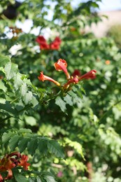 Photo of Trumpet vine shrub with red flowers growing outdoors, closeup