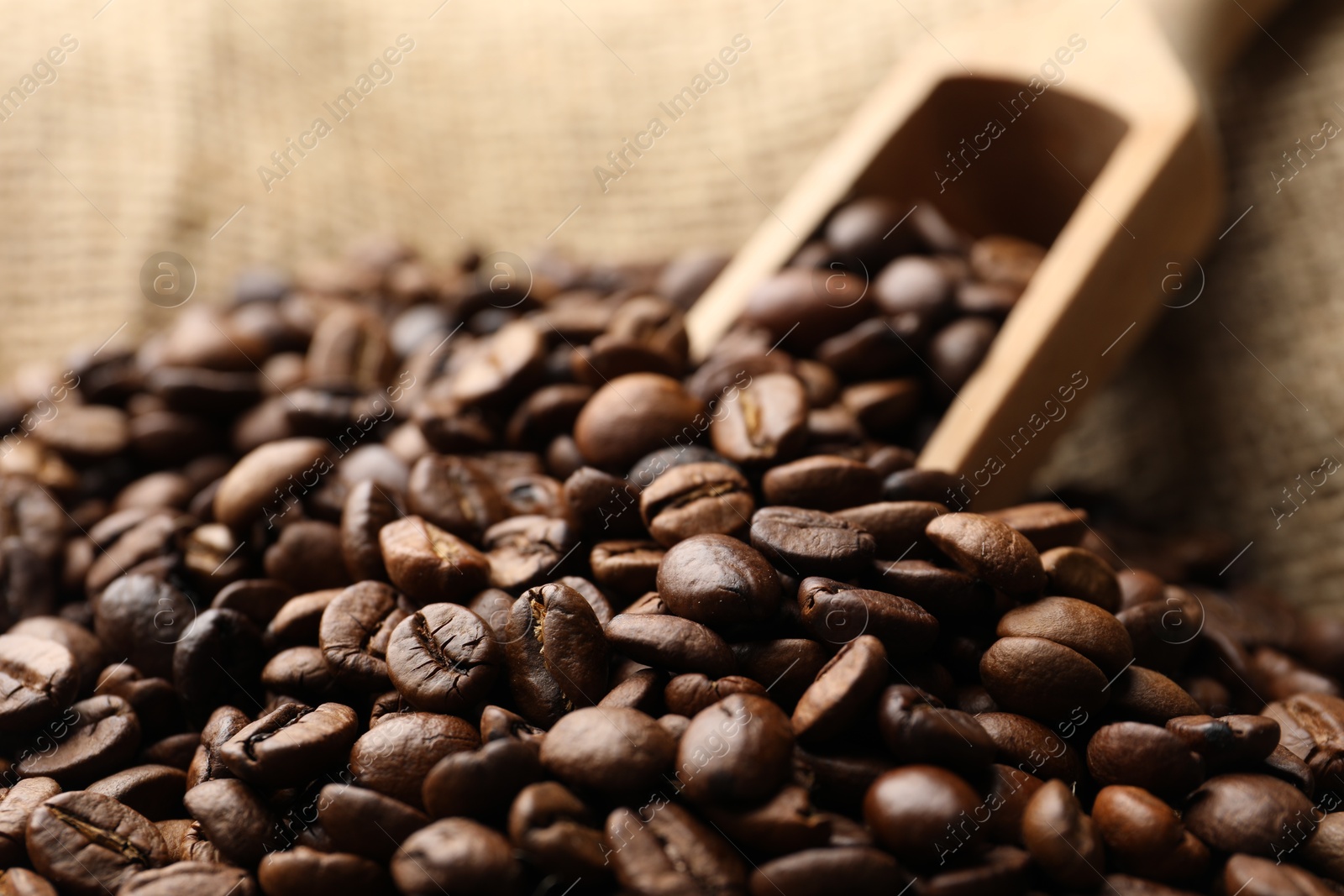 Photo of Aromatic coffee beans and scoop in burlap bag, closeup