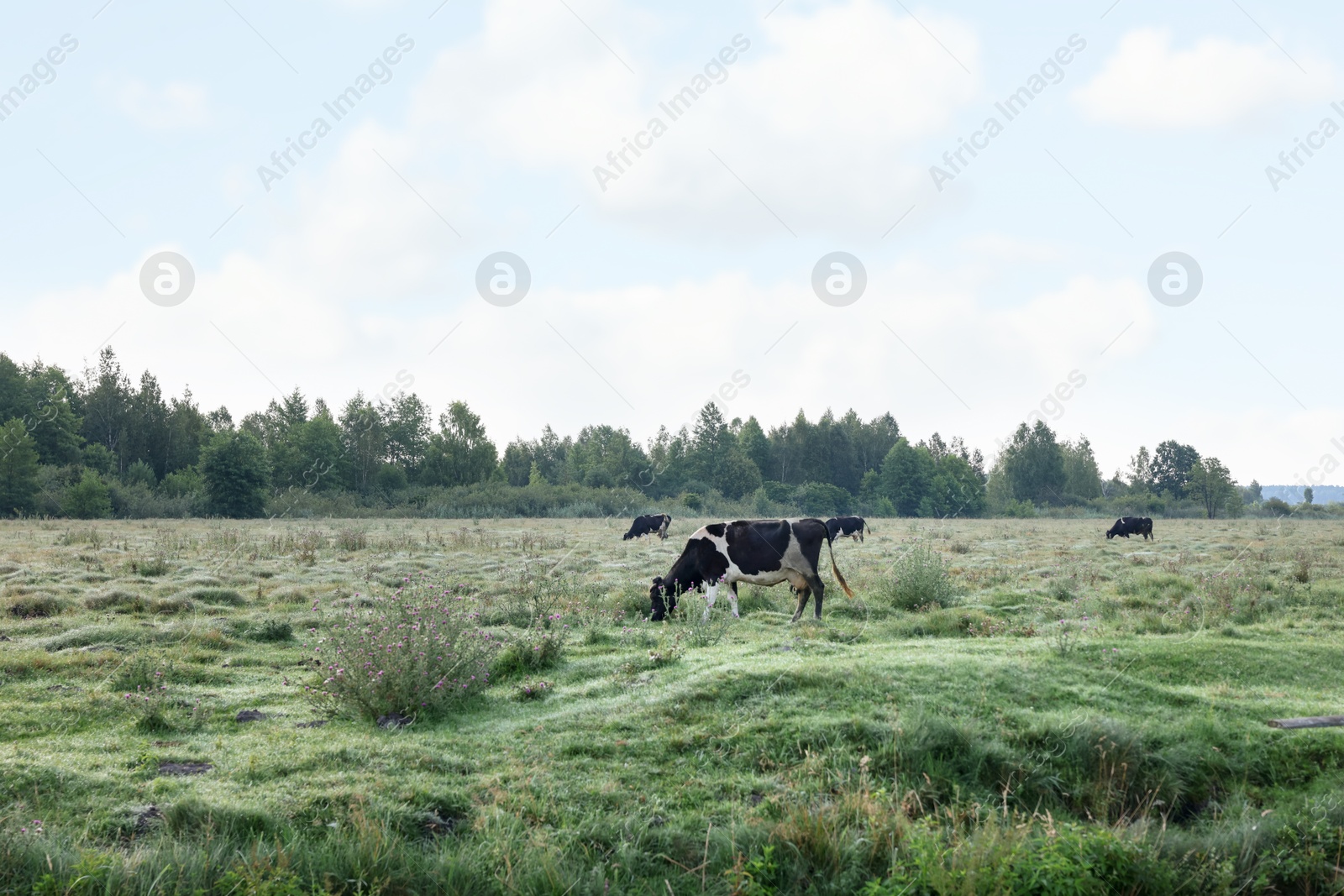 Herd of cows grazing on green grass in countryside Photo of Herd of cows grazing on green grass in countryside