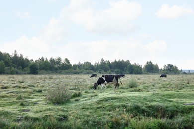 Photo of Herd of cows grazing on green grass in countryside