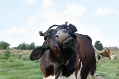 Photo of Beautiful black cow with white spots in meadow