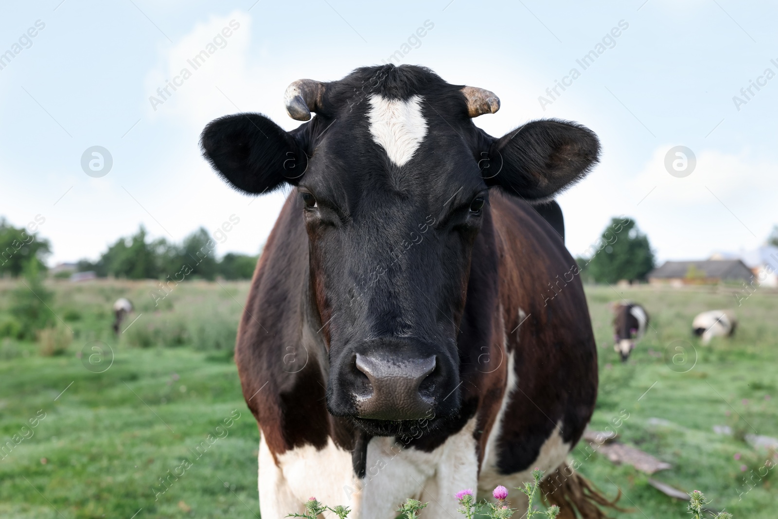Photo of Beautiful black cow with white spots in meadow