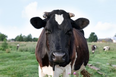 Photo of Beautiful black cow with white spots in meadow