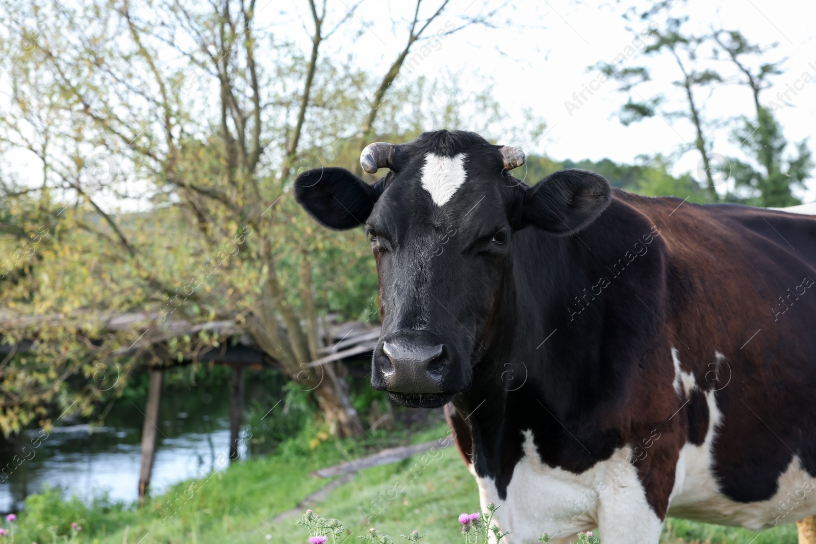 Beautiful black cow with white spots in meadow Photo of Beautiful black cow with white spots in meadow