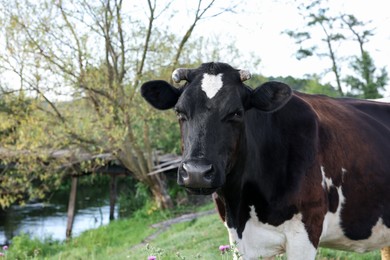 Photo of Beautiful black cow with white spots in meadow