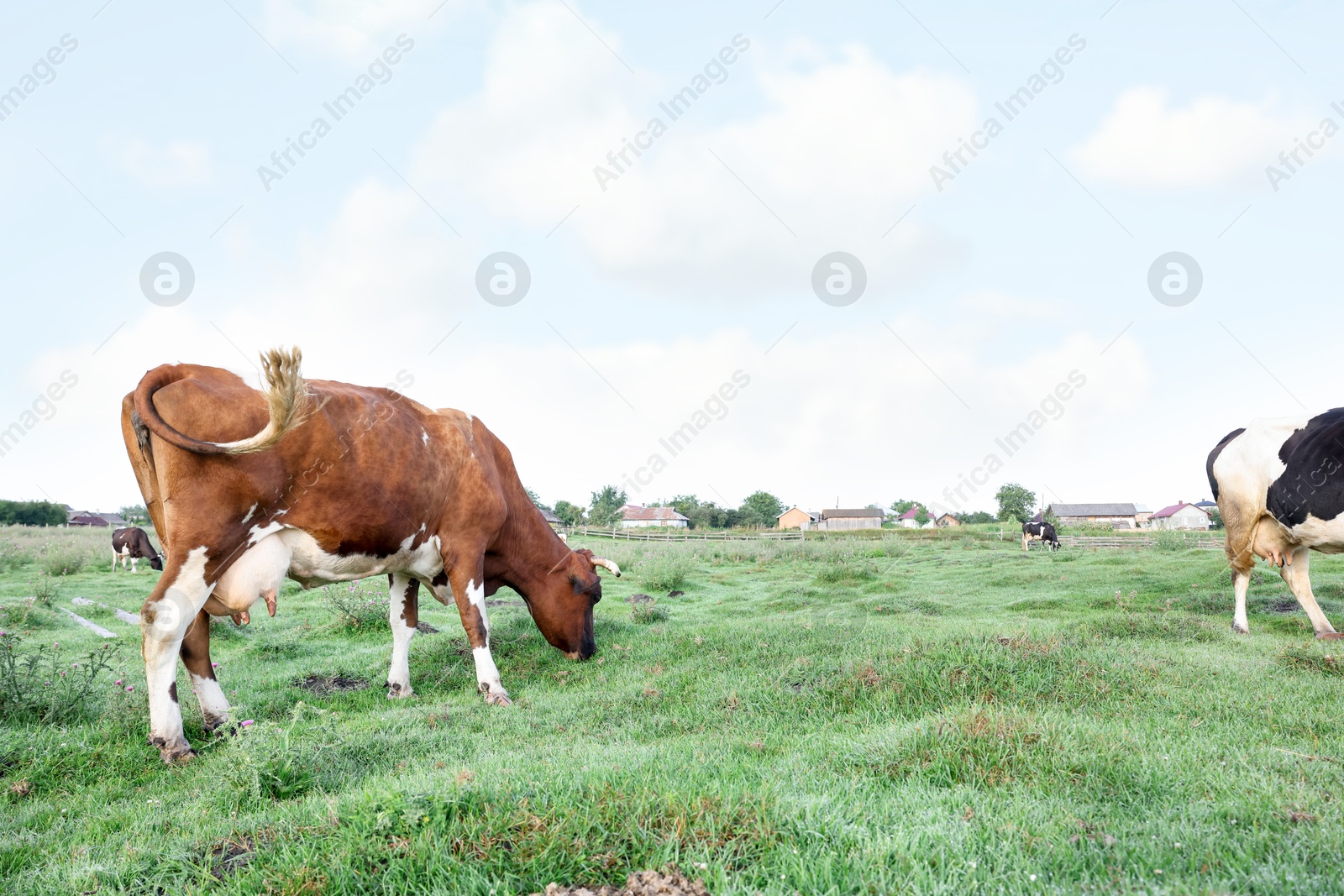 Beautiful cows grazing on green grass in countryside Photo of Beautiful cows grazing on green grass in countryside