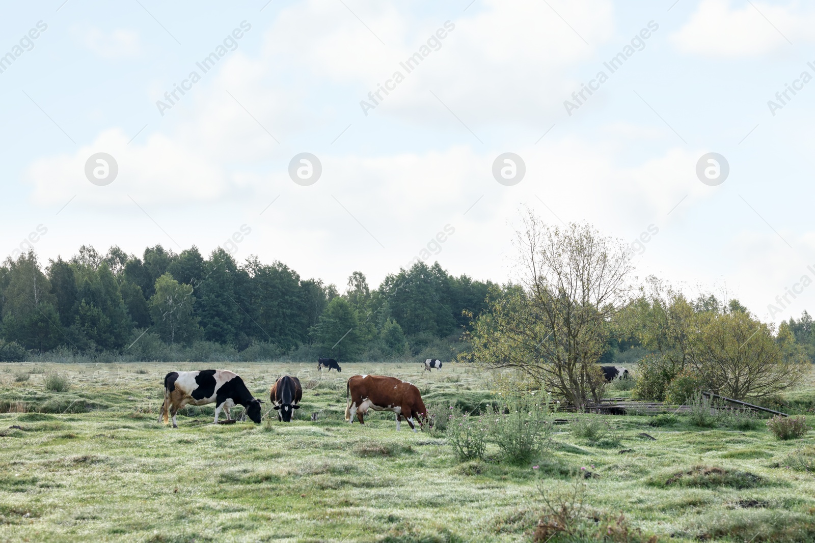 Herd of cows grazing on green grass in countryside Photo of Herd of cows grazing on green grass in countryside