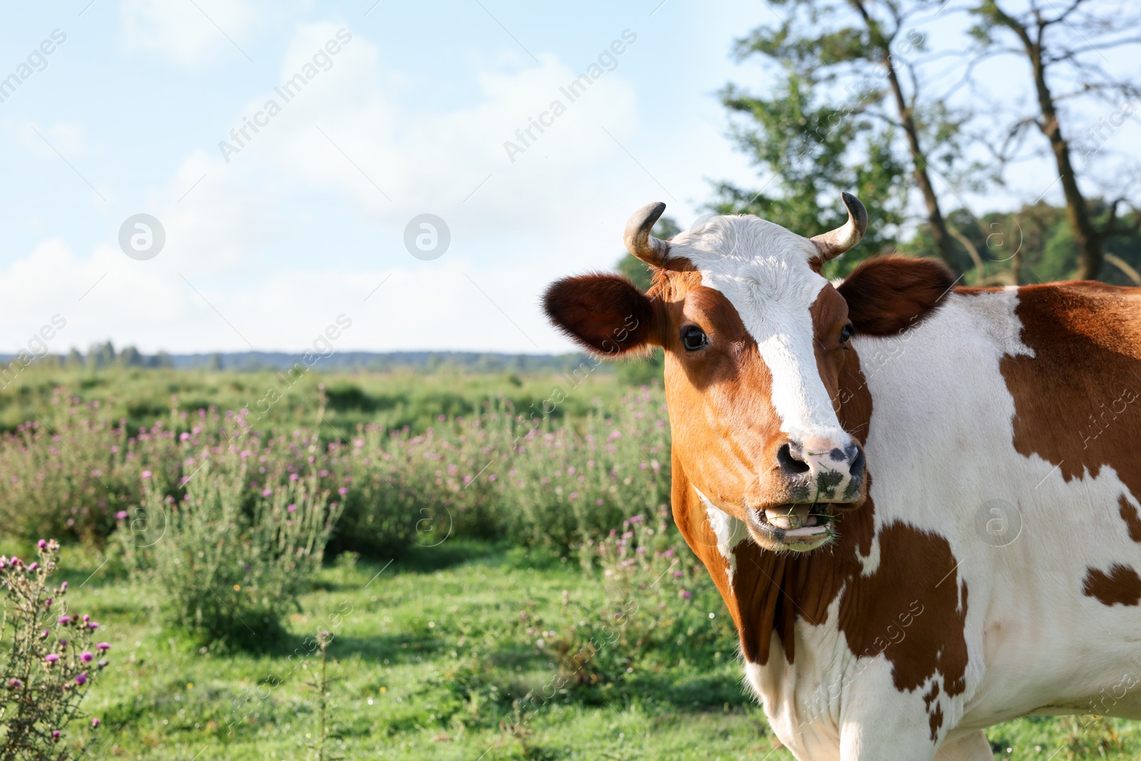 Beautiful brown cow with white spots in meadow. Space for text Photo of Beautiful brown cow with white spots in meadow. Space for text