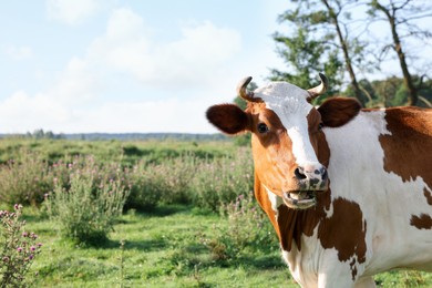 Photo of Beautiful brown cow with white spots in meadow. Space for text