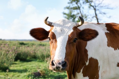 Photo of Beautiful brown cow with white spots in meadow