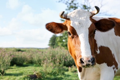 Photo of Beautiful brown cow with white spots in meadow