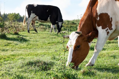Photo of Beautiful cows grazing on green grass in countryside