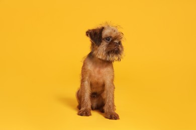 Photo of Cute Brussels Griffon puppy on orange background