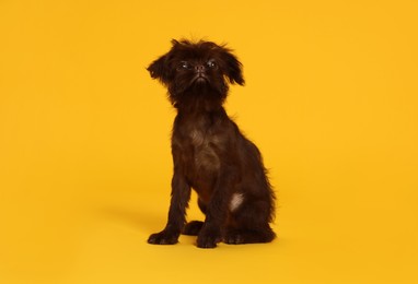 Photo of Cute Griffon puppy on orange background. Lovely pet