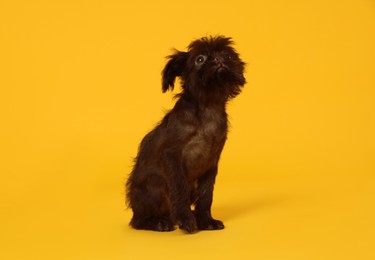 Photo of Cute Brussels Griffon puppy on orange background
