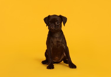 Photo of Cute Brabancon Griffon puppy on orange background