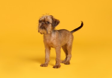 Photo of Cute Brussels Griffon puppy on orange background