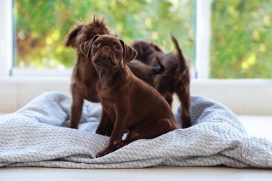 Photo of Cute Griffon puppies near window at home