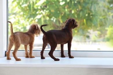 Photo of Cute Griffon puppies near window at home