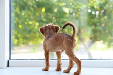 Photo of Cute Brussels Griffon puppy near window indoors