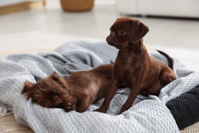 Photo of Cute Griffon puppies on pet bed indoors