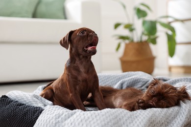 Photo of Cute Griffon puppies on pet bed indoors
