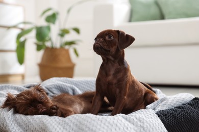 Photo of Cute Griffon puppies on pet bed indoors
