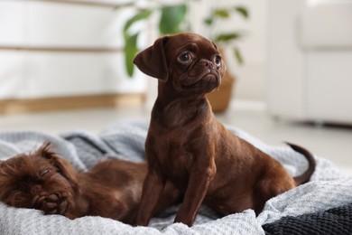 Photo of Cute Griffon puppies on pet bed indoors