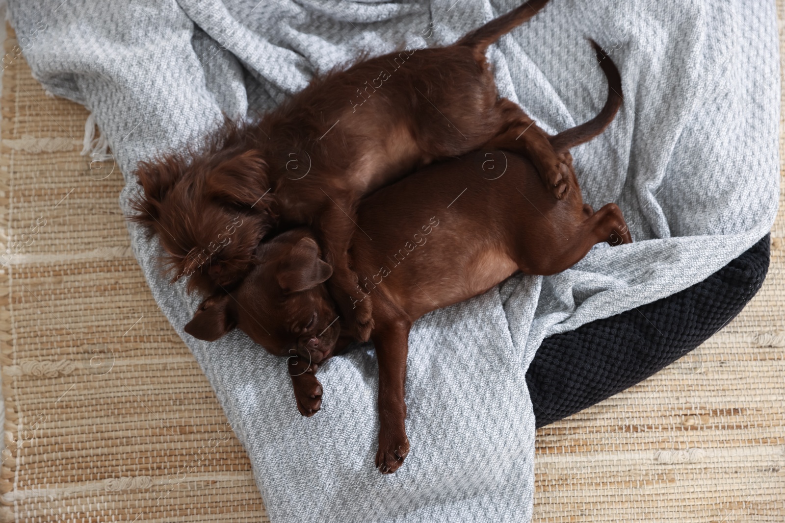 Cute Griffon puppies sleeping on pet bed indoors, top view Photo of Cute Griffon puppies sleeping on pet bed indoors, top view