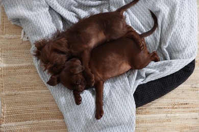 Photo of Cute Griffon puppies sleeping on pet bed indoors, top view