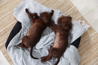 Photo of Cute Griffon puppies sleeping on pet bed indoors, top view