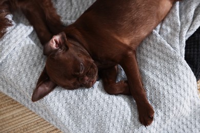 Photo of Cute Griffon puppies sleeping on pet bed indoors, top view