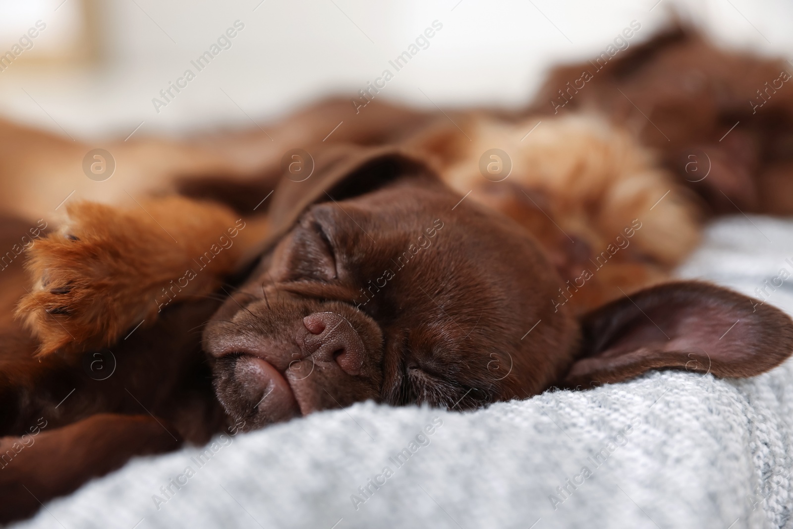 Cute Griffon puppies sleeping on pet bed indoors Photo of Cute Griffon puppies sleeping on pet bed indoors