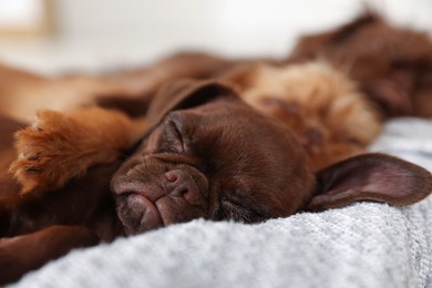 Photo of Cute Griffon puppies sleeping on pet bed indoors