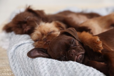 Photo of Cute Griffon puppies sleeping on pet bed indoors