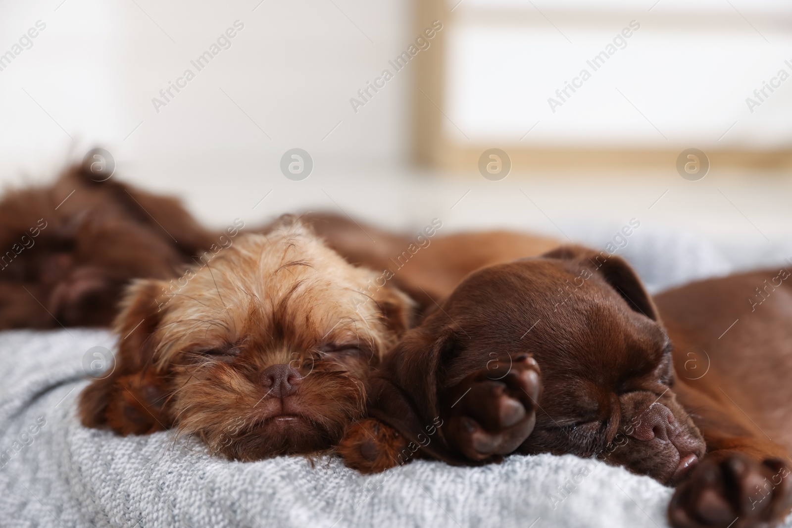 Cute Griffon puppies sleeping on pet bed indoors Photo of Cute Griffon puppies sleeping on pet bed indoors