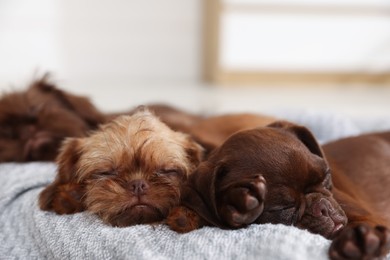 Photo of Cute Griffon puppies sleeping on pet bed indoors