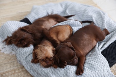 Photo of Cute Griffon puppies sleeping on pet bed indoors