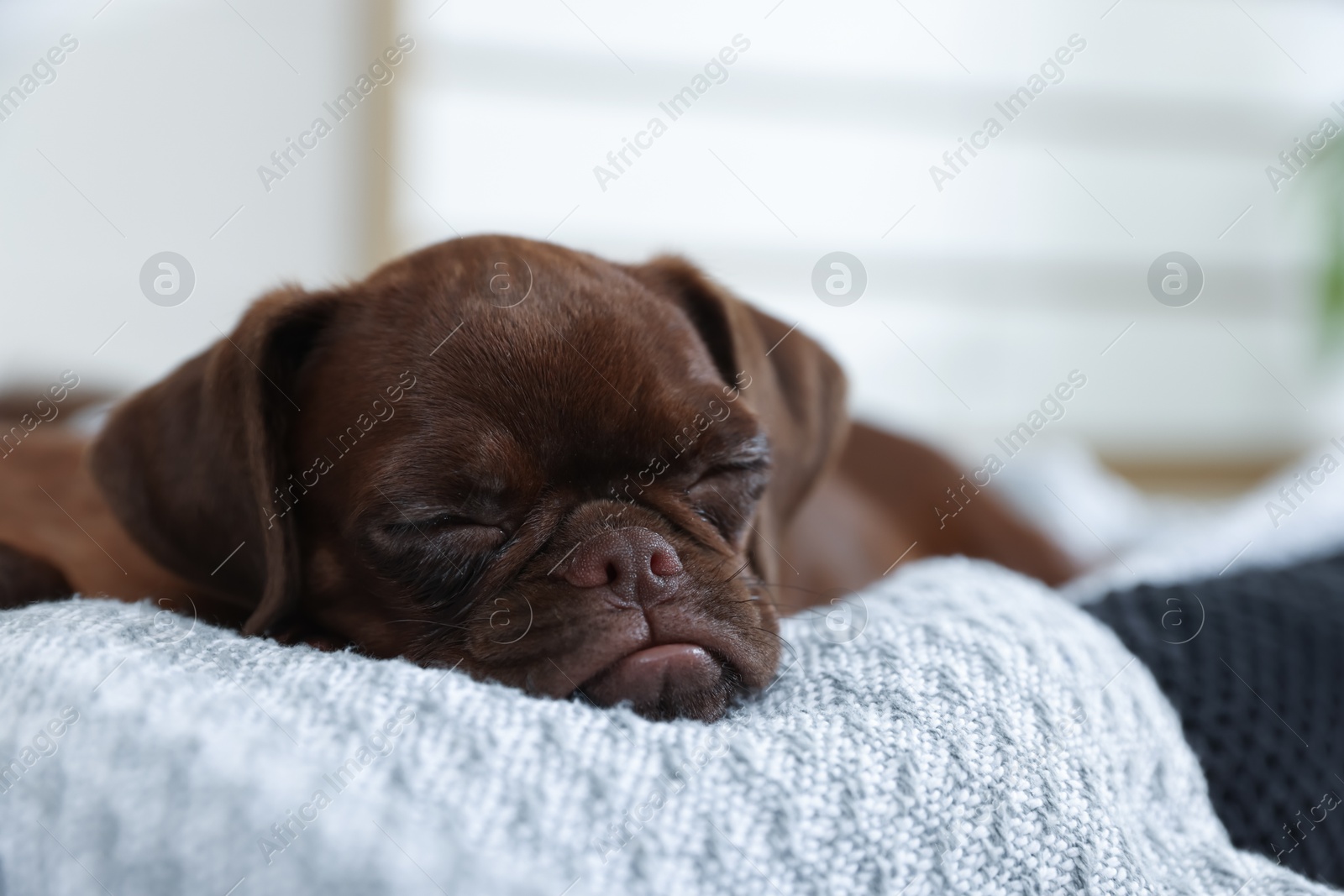Cute Brabancon Griffon puppy sleeping on pet bed indoors Photo of Cute Brabancon Griffon puppy sleeping on pet bed indoors