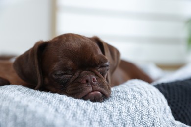 Photo of Cute Brabancon Griffon puppy sleeping on pet bed indoors