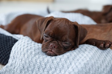 Photo of Cute Brabancon Griffon puppy sleeping on pet bed indoors