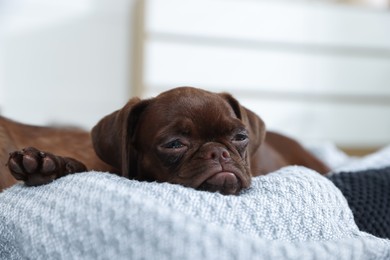 Photo of Cute Brabancon Griffon puppy sleeping on pet bed indoors
